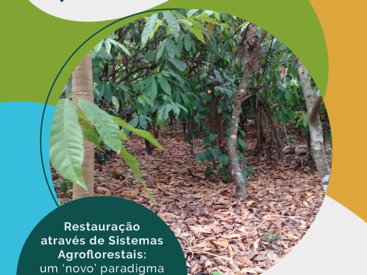 Sistema Agroflorestal é uma estratégia para integrar produção, conservação e restauração na Amazônia